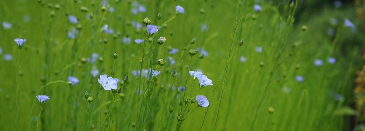 Removing Grafitti with flower power